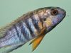 Gephyrochromis sp. ‚sand‘