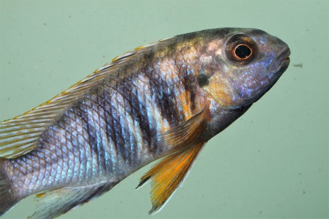 Gephyrochromis sp. &#8218;sand&#8216;