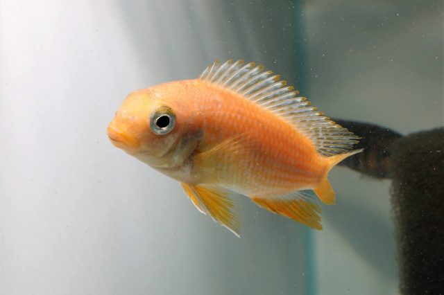 Gephyrochromis sp. 'sand' Undu Reef (samice)