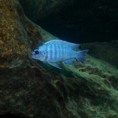 Labidochromis gigas