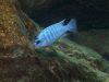 Labidochromis gigas Mitande (samec)