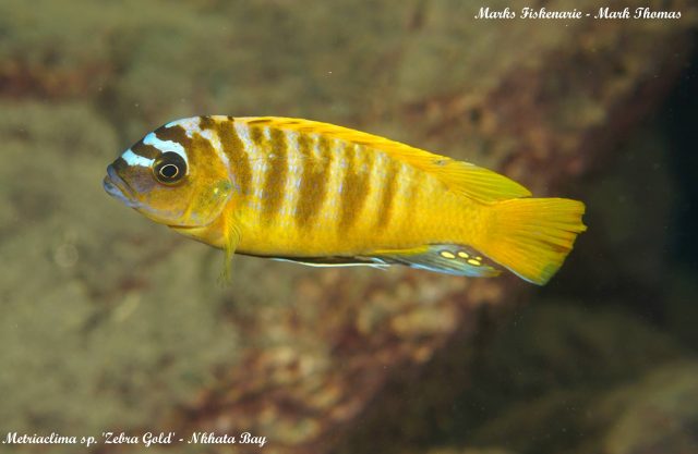 Metriaclima sp. 'zebra gold' (samec)