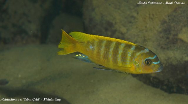 Metriaclima sp. 'zebra gold' (samec)