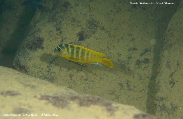 Metriaclima sp. 'zebra gold' (samec)