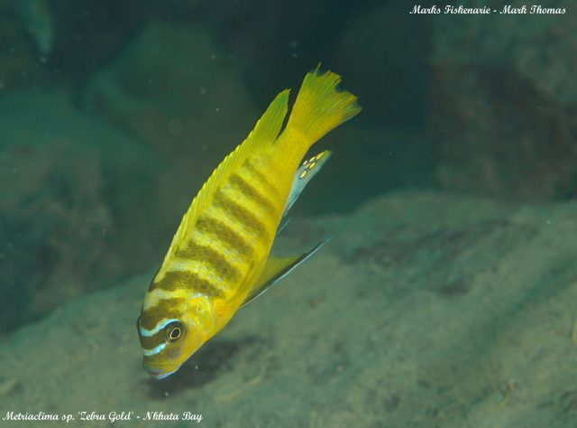 Metriaclima sp. 'zebra gold' (samec)