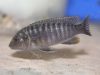 Labidochromis vellicans Gome Rock (samice)