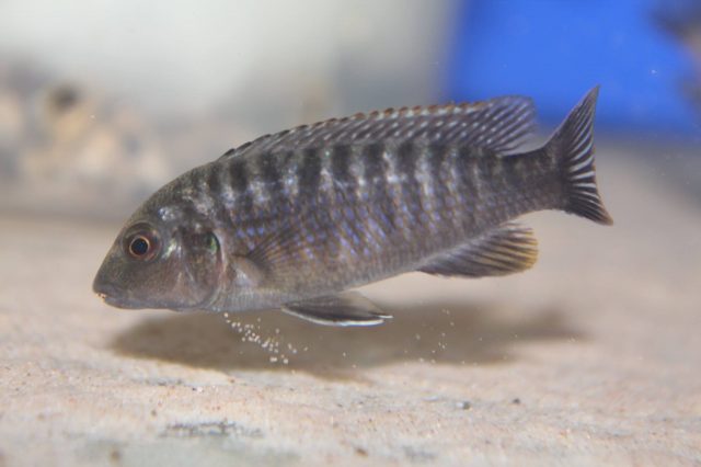 Labidochromis vellicans Gome Rock (samice)