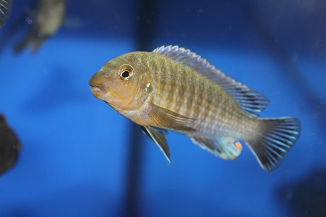 Labidochromis vellicans Gome Rock (samec)