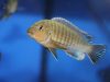 Labidochromis vellicans Gome Rock (samec)