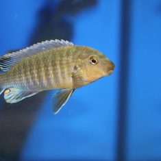 Labidochromis vellicans