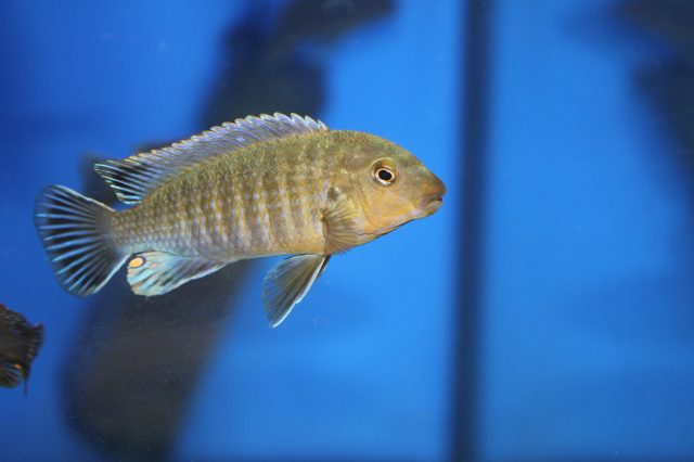 Labidochromis vellicans