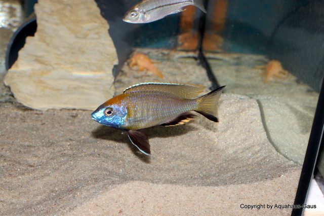 Nyassachromis prostoma