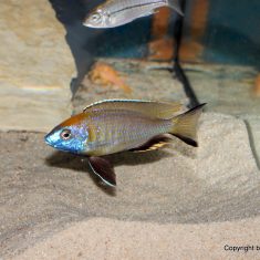 Nyassachromis prostoma