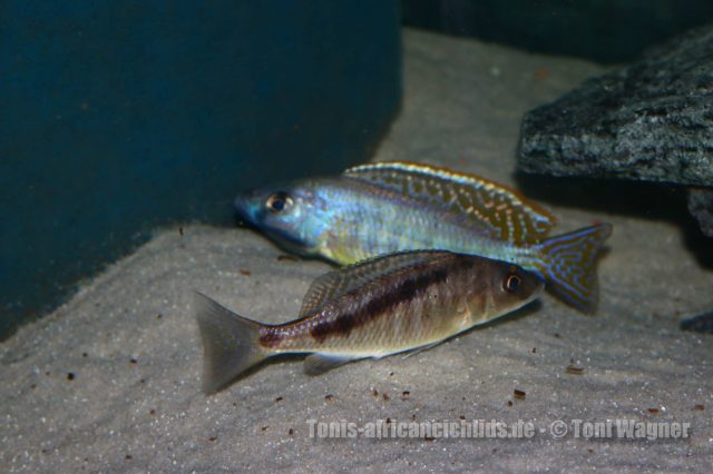 Mylochromis gracilis Senga Bay (samec a samice)