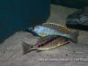 Mylochromis gracilis Senga Bay (samec a samice)