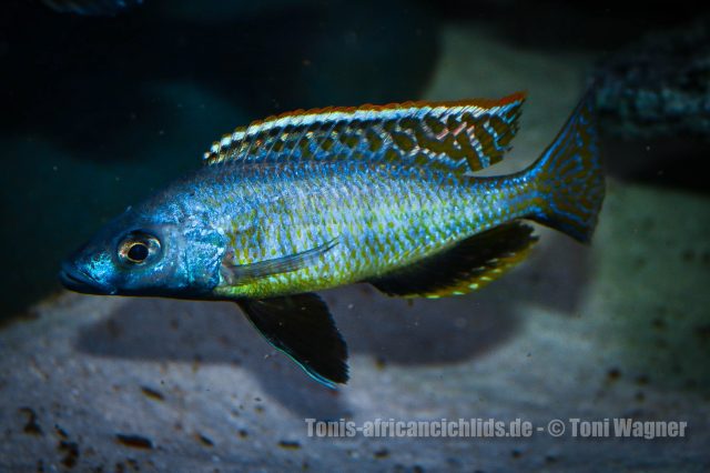 Mylochromis gracilis Senga Bay (samec)