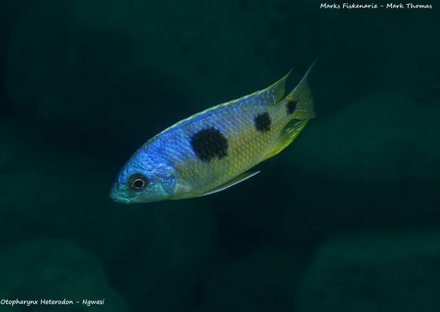 Otopharynx heterodon Ngwazi (samec)