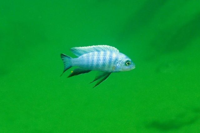 Cynotilapia axelrodi (samec)