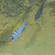 Labidochromis sp. ,hongi‘