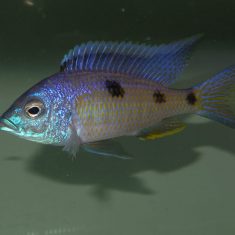 Copadichromis insularis