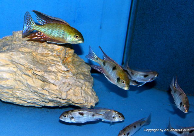 Tramitichromis intermedius (samec a samice)