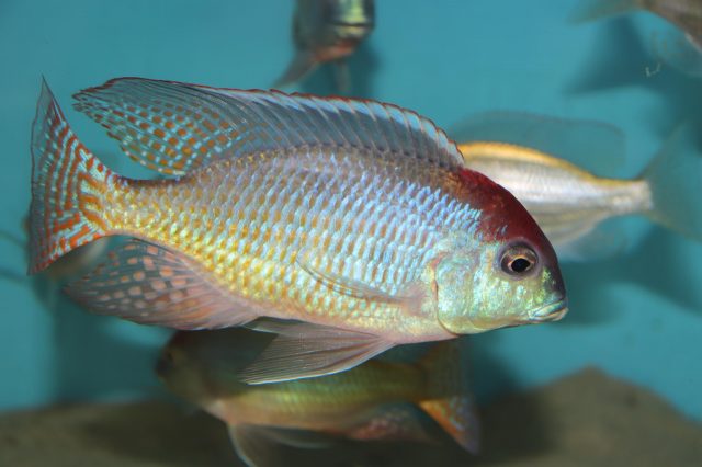 Lethrinops sp. 'red cap' Itungi (samec)