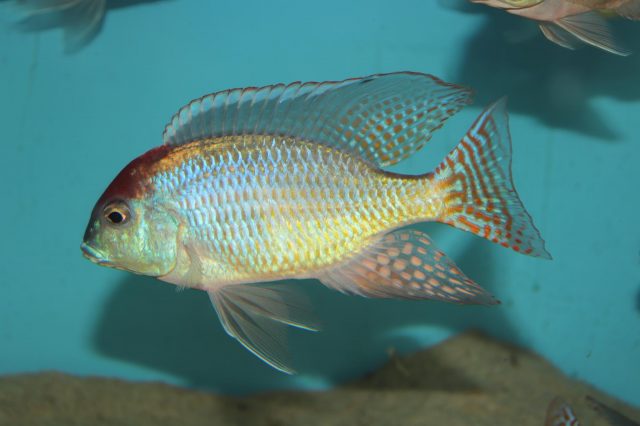 Lethrinops sp. 'red cap' Itungi (samec)