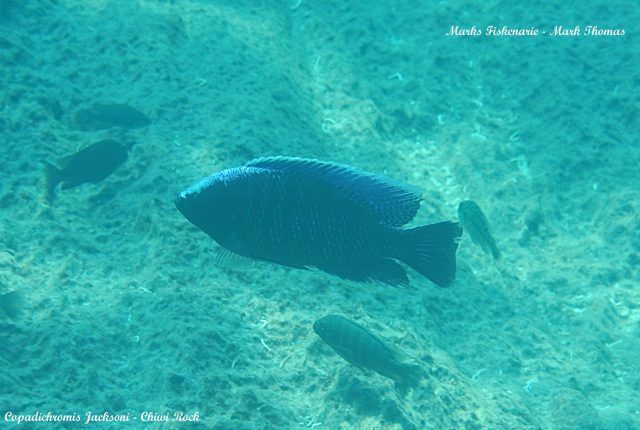 Copadichromis jacksoni