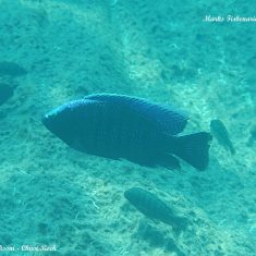 Copadichromis jacksoni