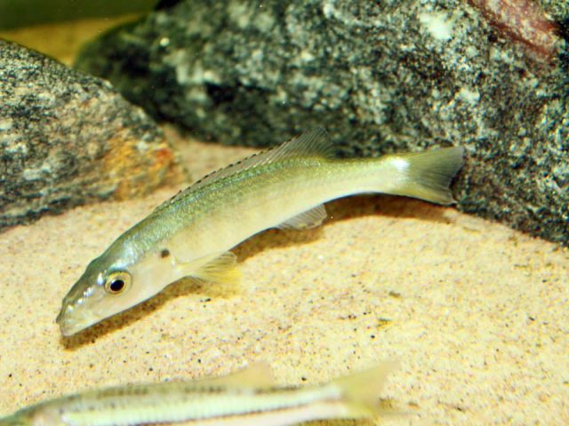 Rhamphochromis longiceps 