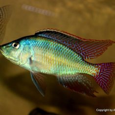 Placidochromis johnstoni