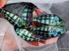 Placidochromis johnstoni (samec)