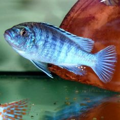 Labidochromis joanjohnsonae