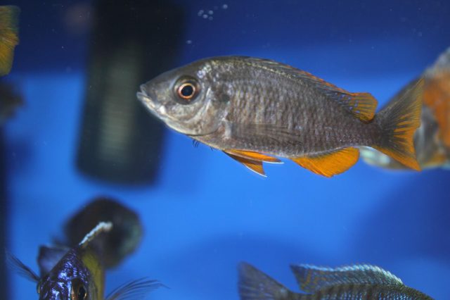 Copadichromis borleyi Kadango (samice)