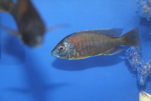 Copadichromis borleyi Kadango (samec)