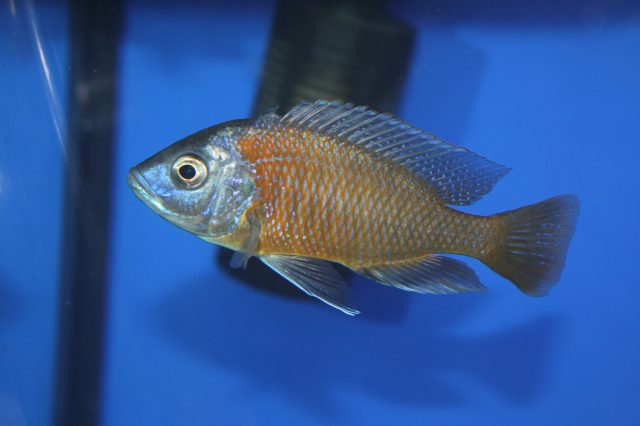 Copadichromis borleyi Kadango (samec)