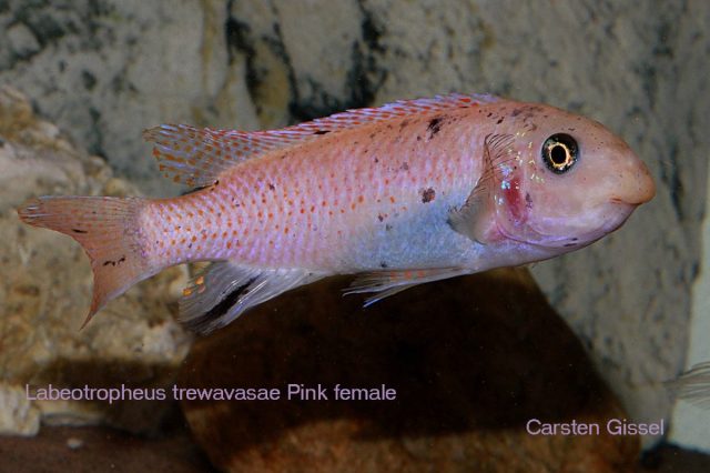 Labeotropheus trewavasae Kambiri Reef (samice)