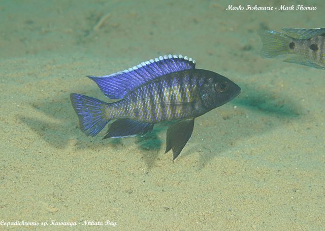 Copadichromis sp. 'kawanga' (samec)