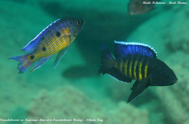 Copadichromis sp. 'kawanga' (samec) 