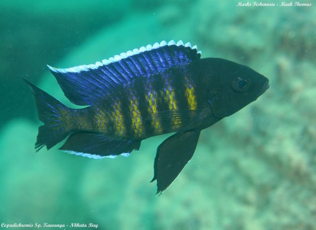 Copadichromis sp. &#8218;kawanga&#8216;