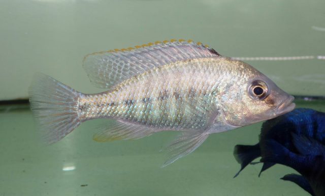 Protomelas kirkii