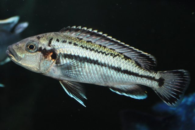 melanochromis lepidiadaptes (samice)