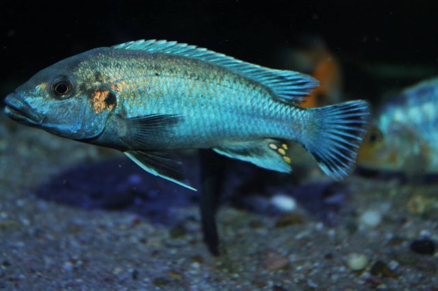 Melanochromis lepidiadaptes