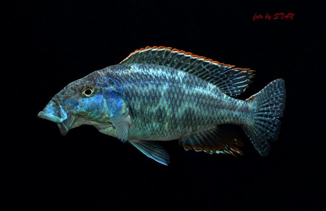 Nimbochromis linni (samec)