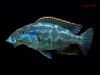 Nimbochromis linni (samec)