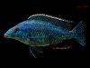 Nimbochromis linni (samec)