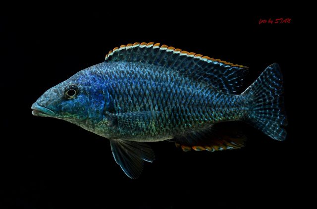 Nimbochromis linni (samec)