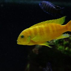 Metriaclima sp. ,zebra gold‘