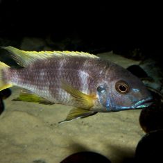 Pseudotropheus livingstonii