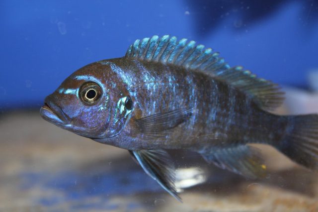 Metriaclima fainzilberi Luwino Reef (samice-female)